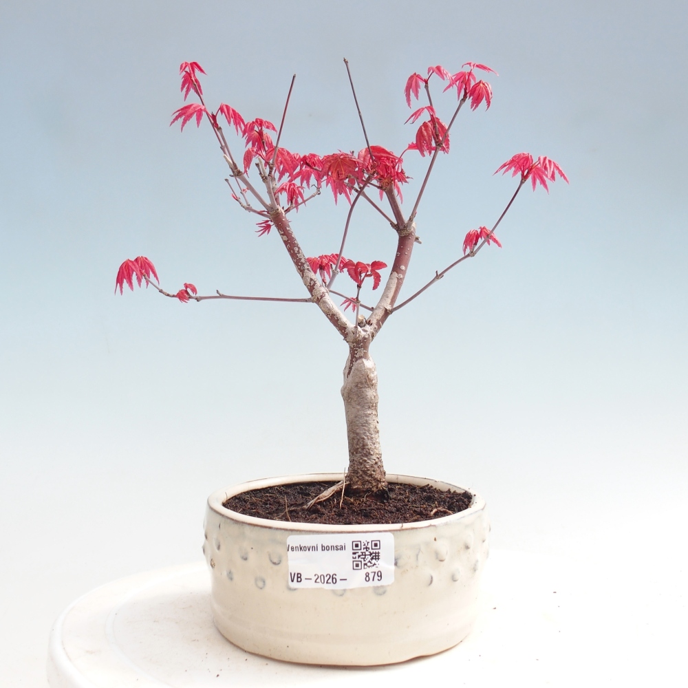 Bonsai voor buiten - Acer palmatum DESHOJO