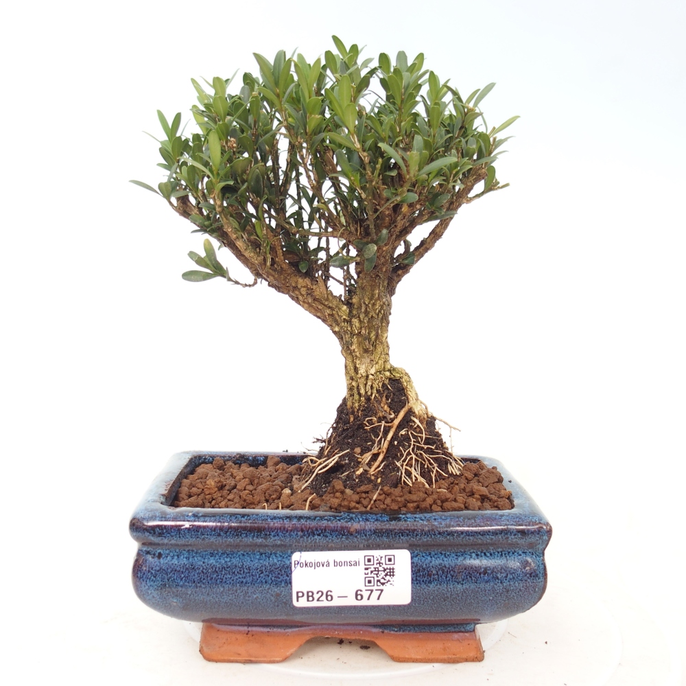 Kamerbonsai - Buxus harlandii - kurk buxus