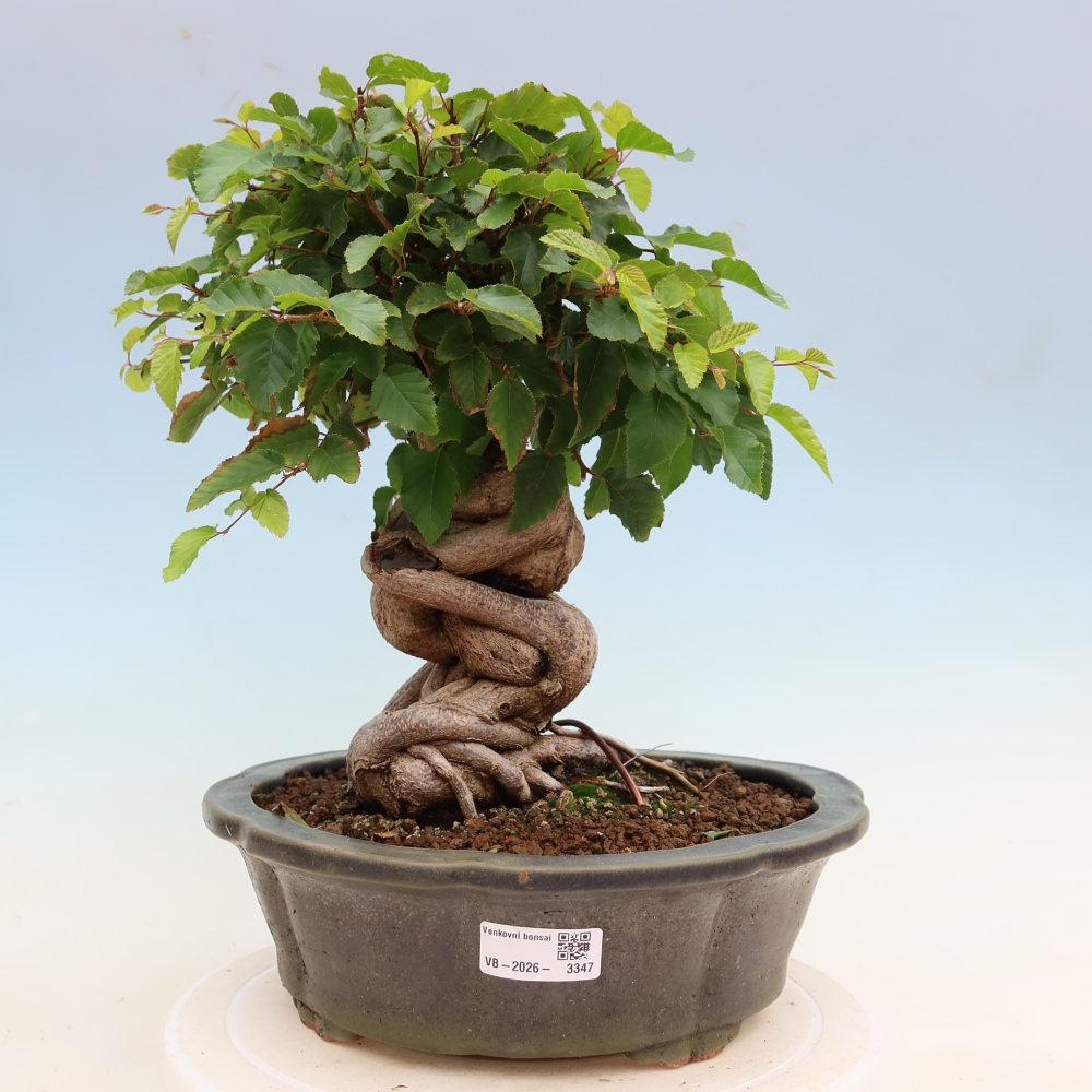 Bonsai voor buiten -Carpinus Coreana - Koreaanse haagbeuk