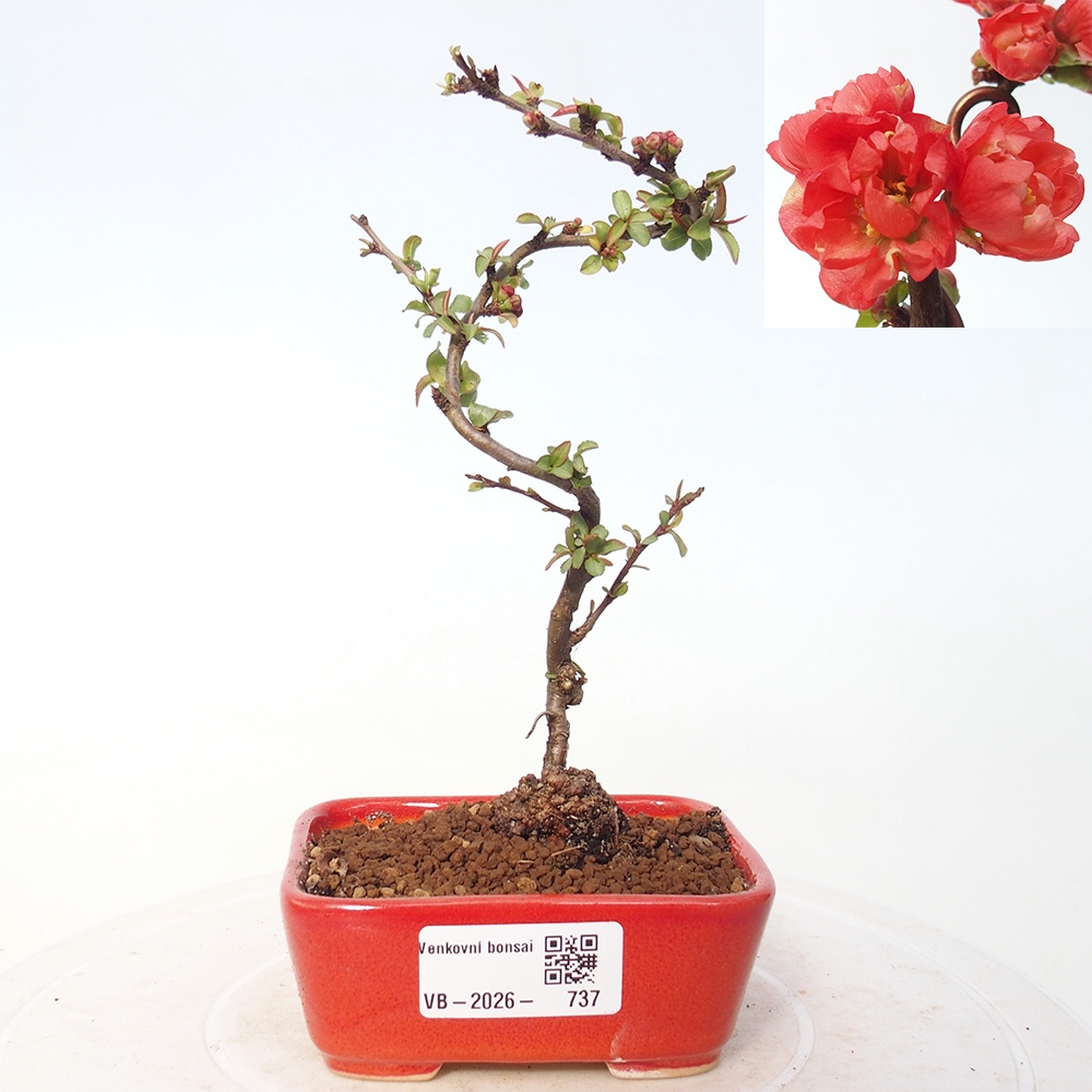 Bonsai voor buiten - Chaneomeles s. Red Joy - Kweepeer