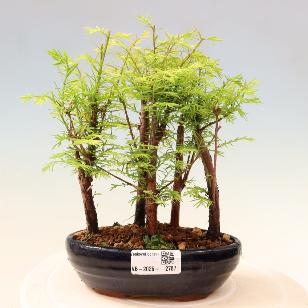 Buitenbonsai - Metasequoia glyptostroboides - Chinese metasequoia - bosje