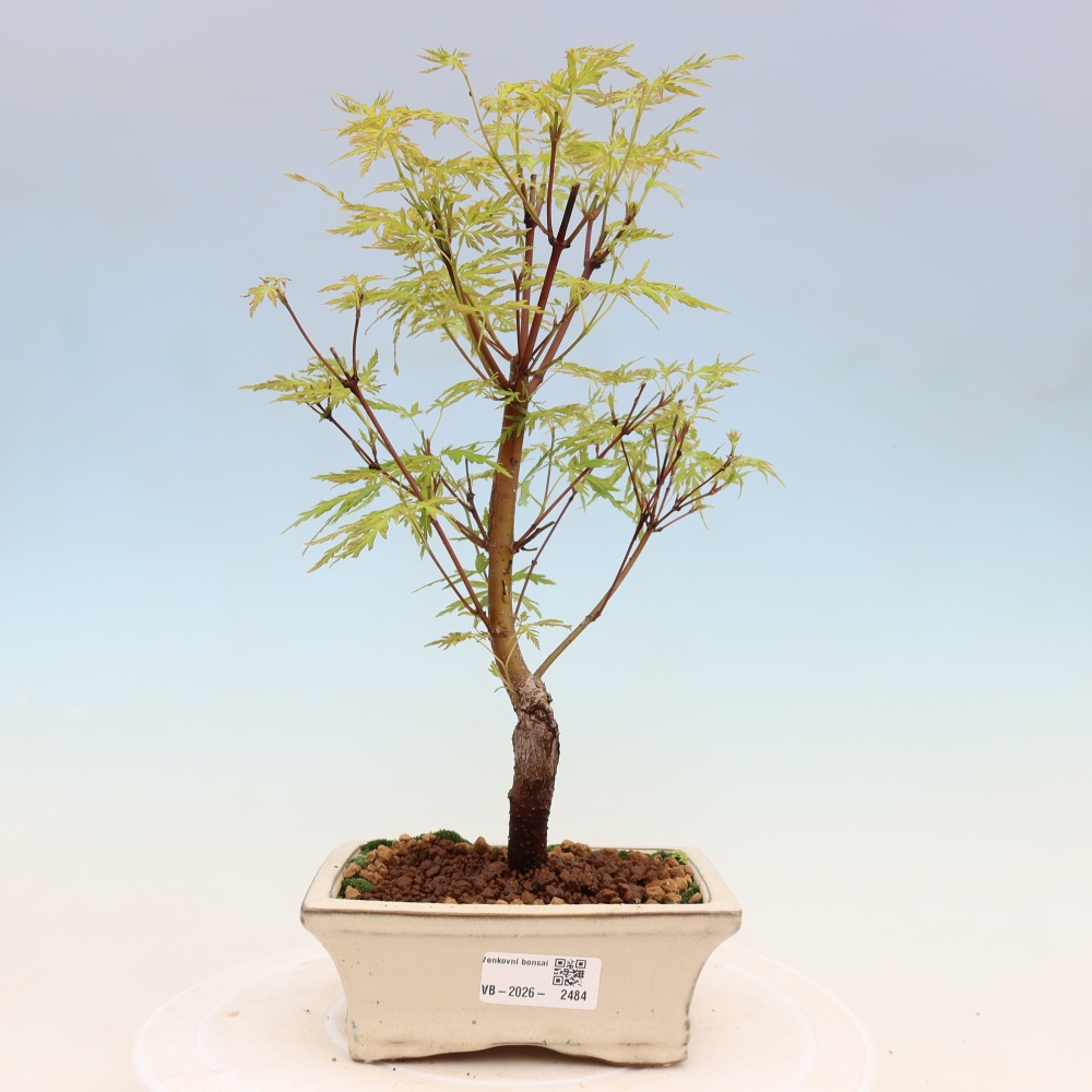 Bonsai voor buiten - Acer palmatum Dissectum