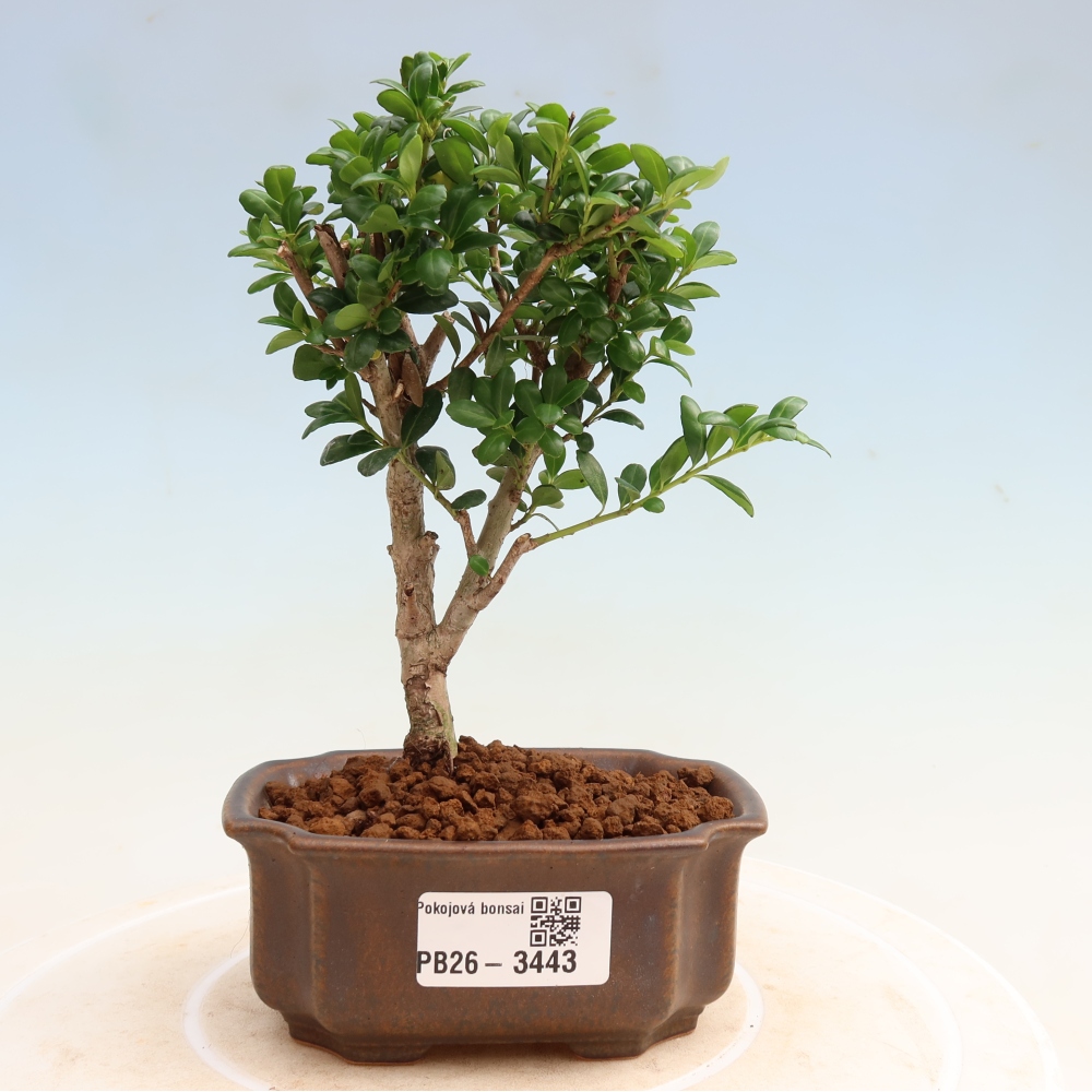 Kamerbonsai - Ilex crenata - Hulst