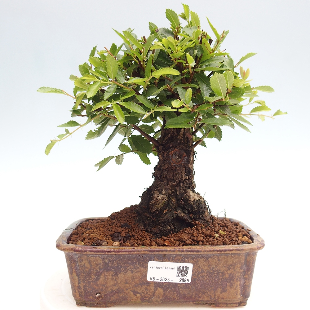 Bonsai voor buiten - Zelkova - Zelkova NIRE