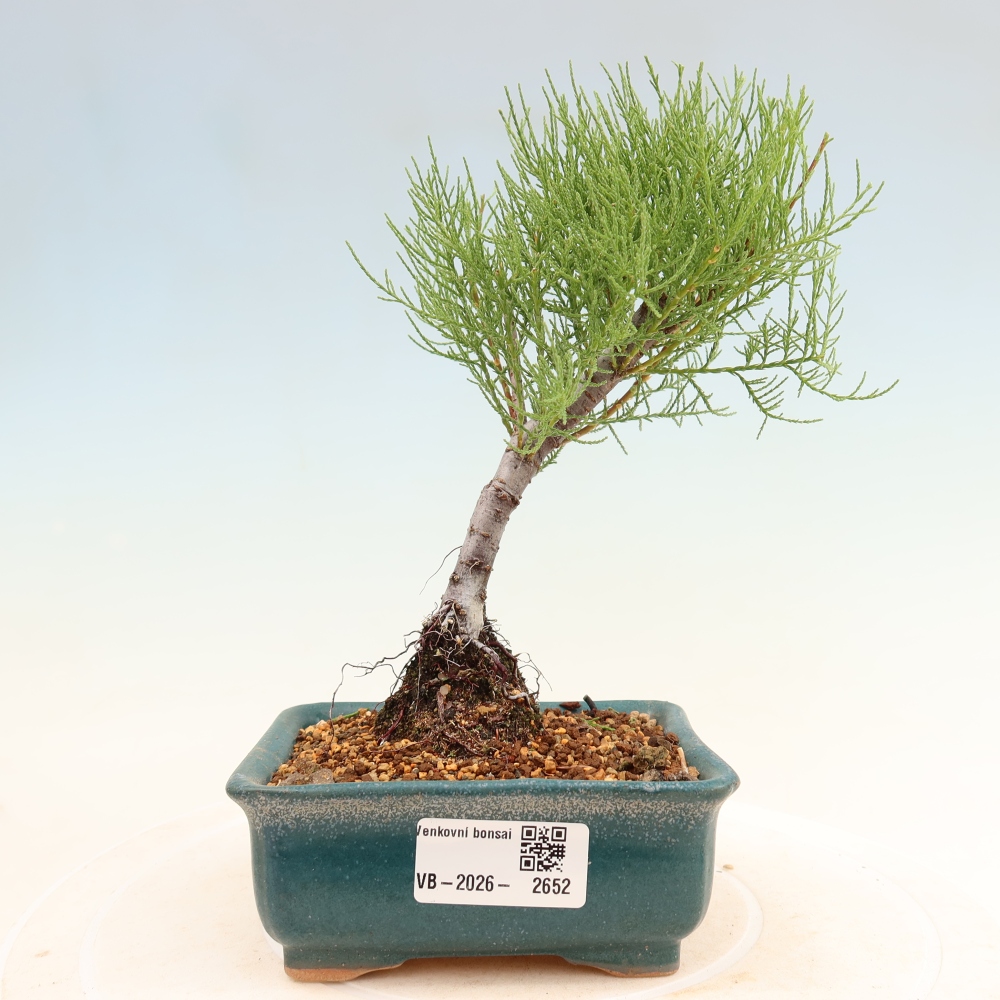 Bonsai voor buiten - Tamarisk - Tamarix