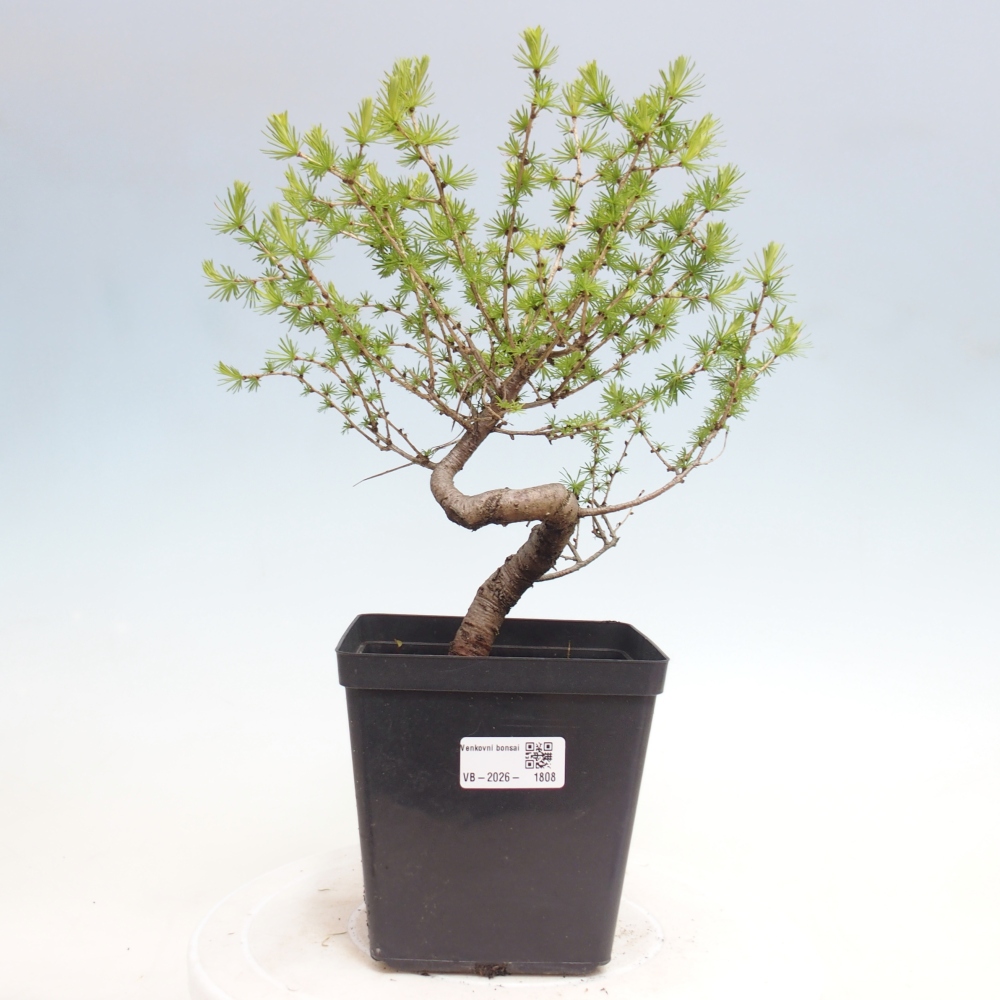 Bonsai voor buiten -Larix decidua - Lariks
