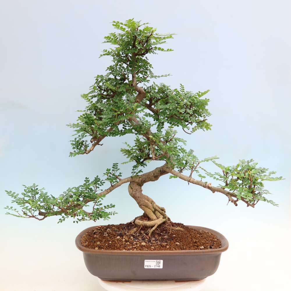 Kamerbonsai - Zantoxylum piperitum - peperboom