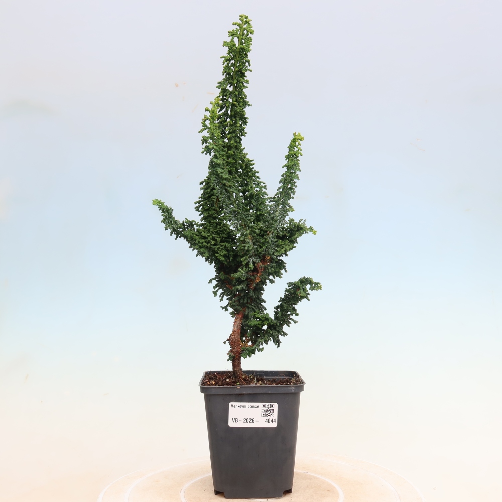 Bonsai voor buiten - Cham. obtusa SEKKA HINOKI - Cipres