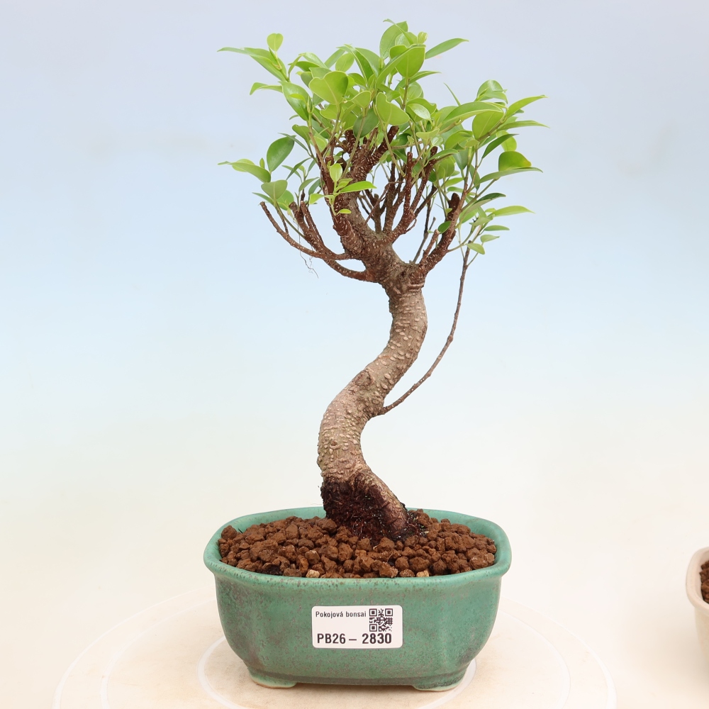 Kamerbonsai - Ficus kimmen - kleinbladige ficus