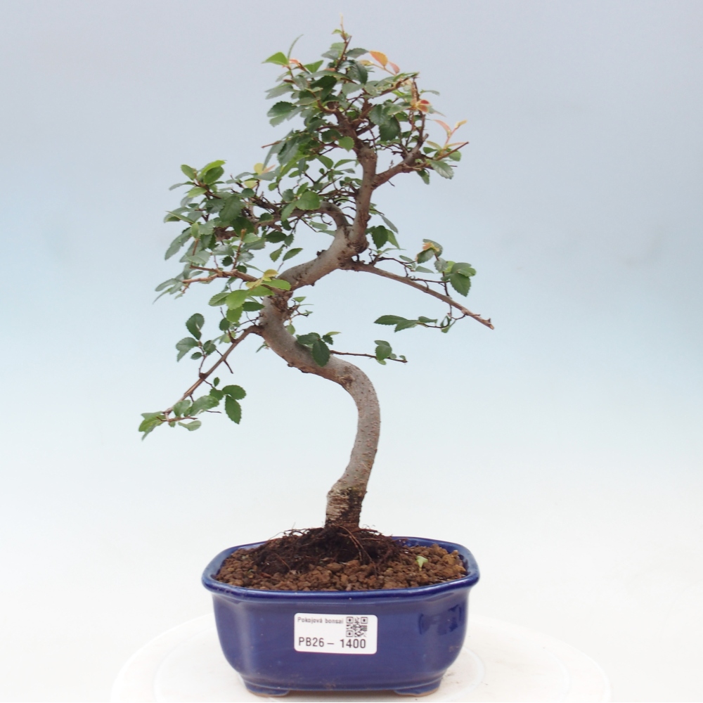 Kamerbonsai - Ulmus parvifolia - Winteriep