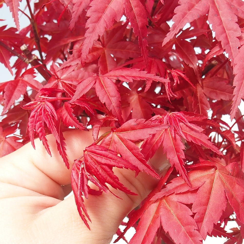 Bonsai voor buiten - Acer palmatum DESHOJO