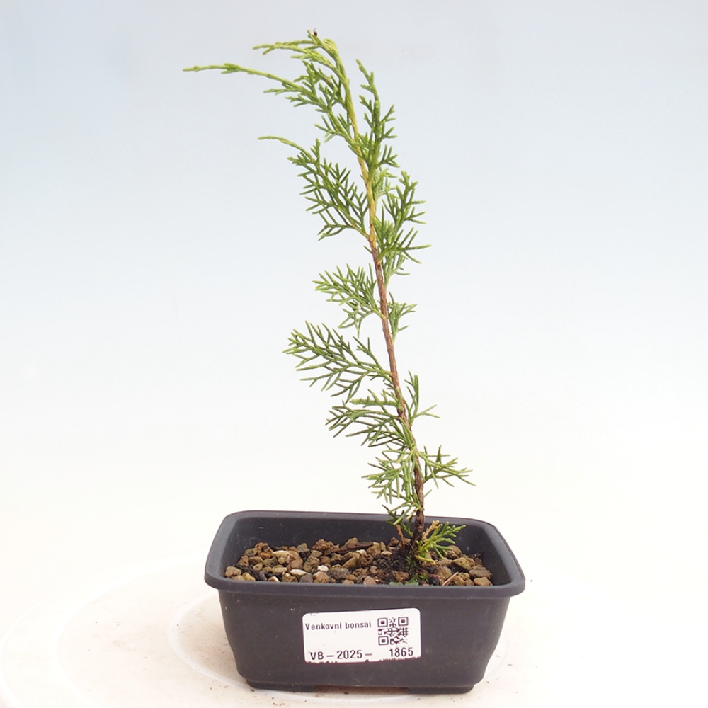 Bonsai voor buiten - Juniperus chinensis Itoigawa