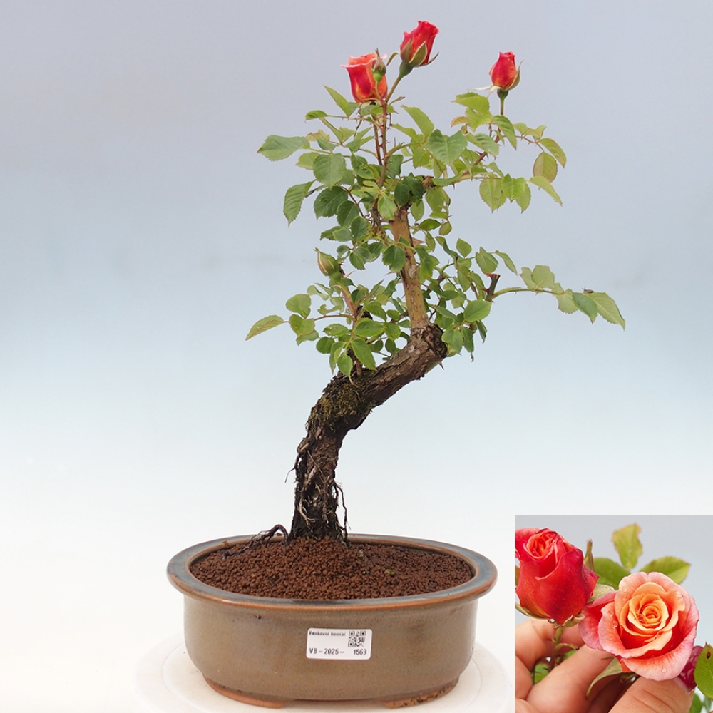 Bonsai voor buiten - Rosa Kordes - roos