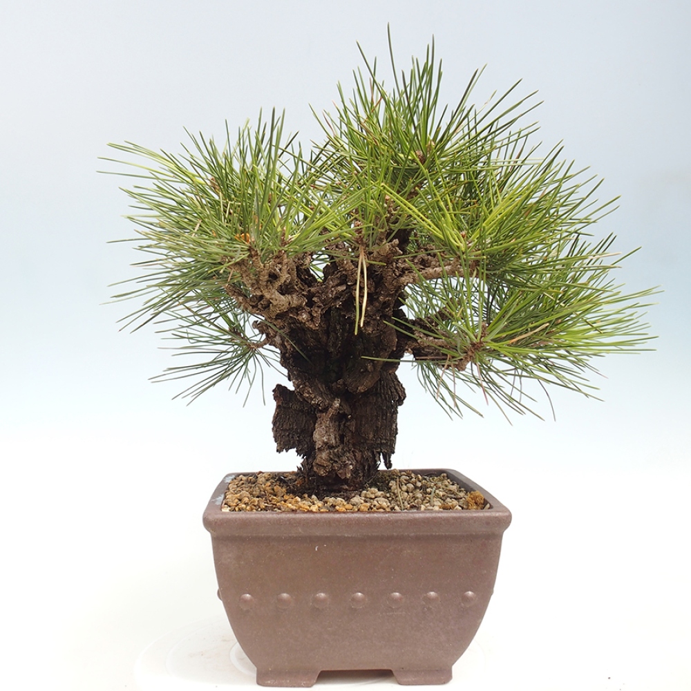 Bonsai voor buiten - Pinus thunbergii - Thunberg den