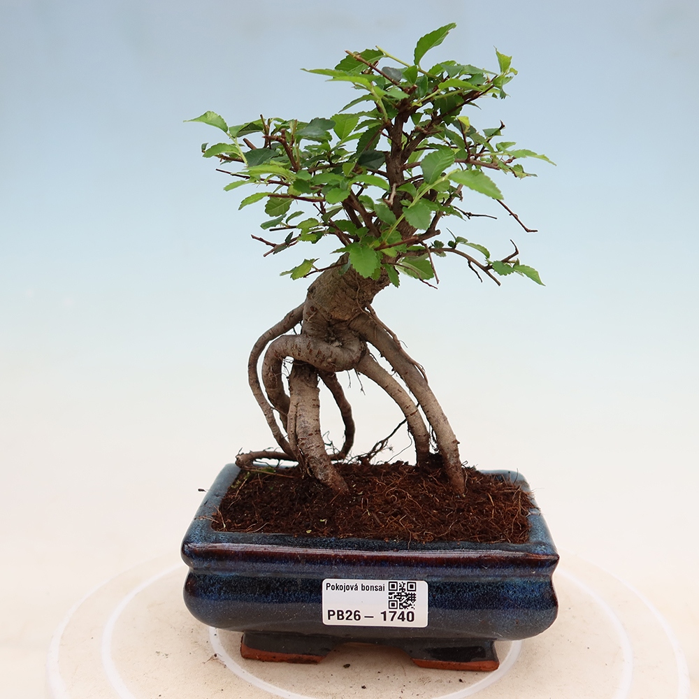 Kamerbonsai - Ulmus parvifolia - Winteriep