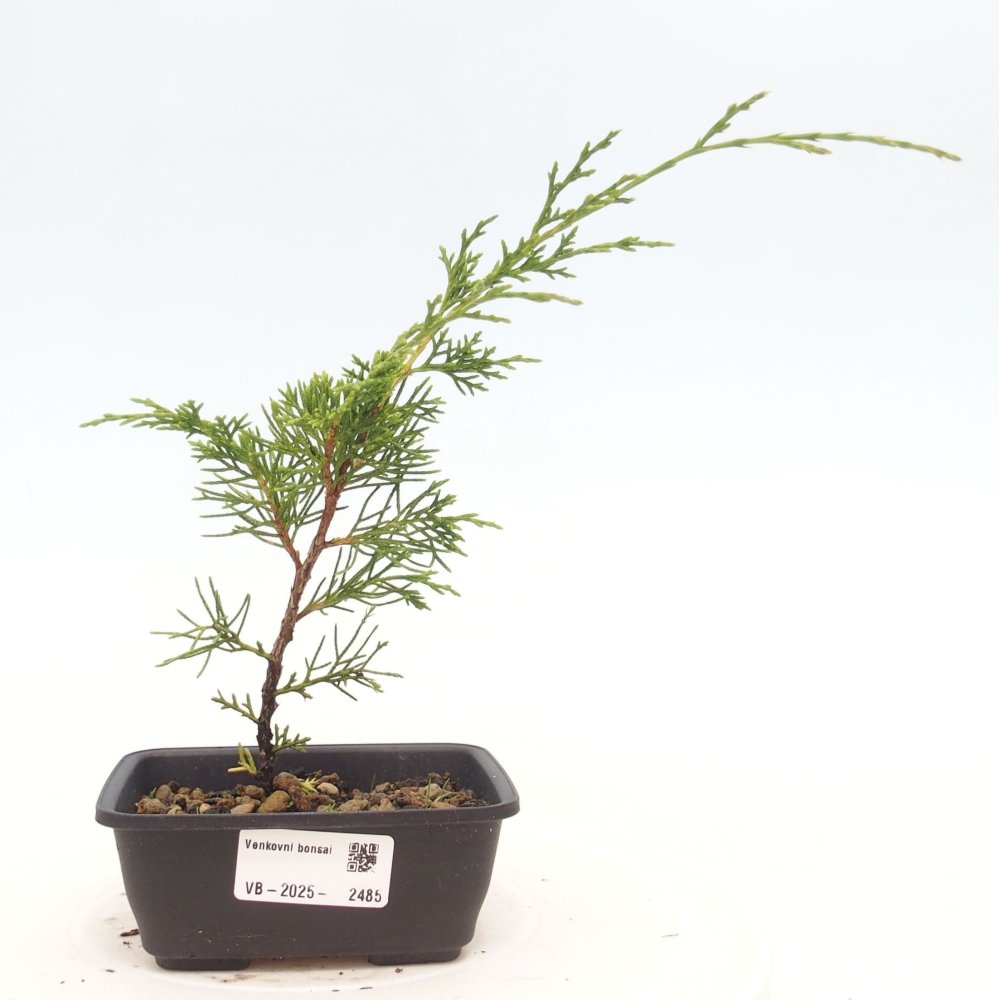 Bonsai voor buiten - Juniperus chinensis Itoigawa