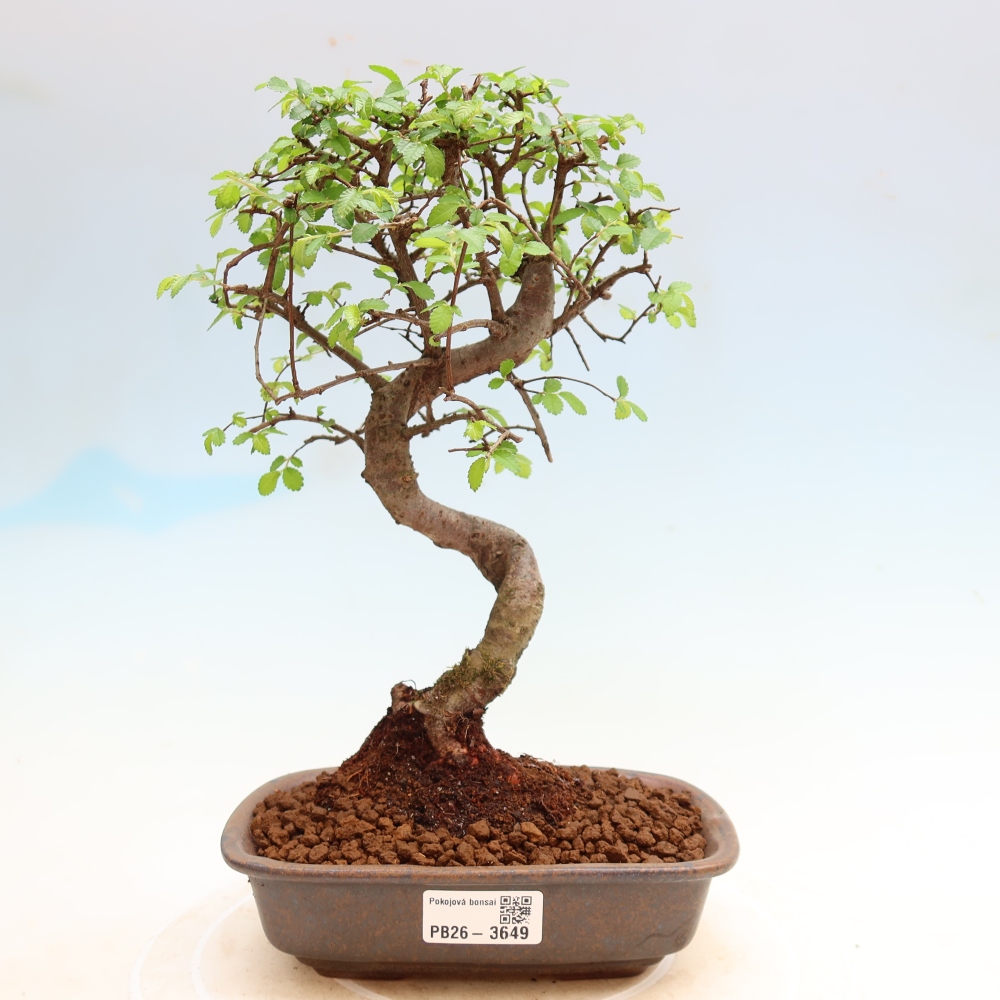 Kamerbonsai - Ulmus parvifolia - Winteriep