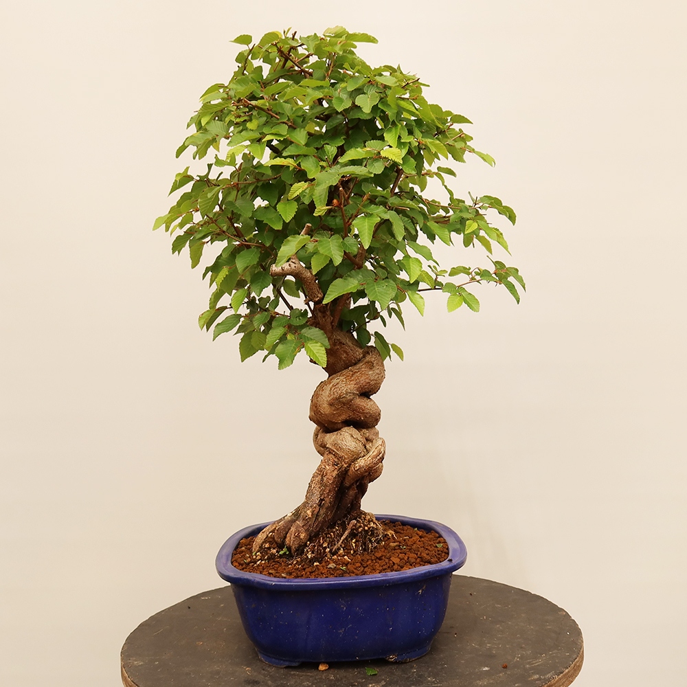 Bonsai voor buiten -Carpinus Coreana - Koreaanse haagbeuk