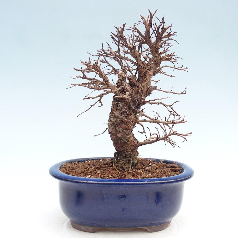 Bonsai voor buiten - Zelkova - Zelkova NIRE