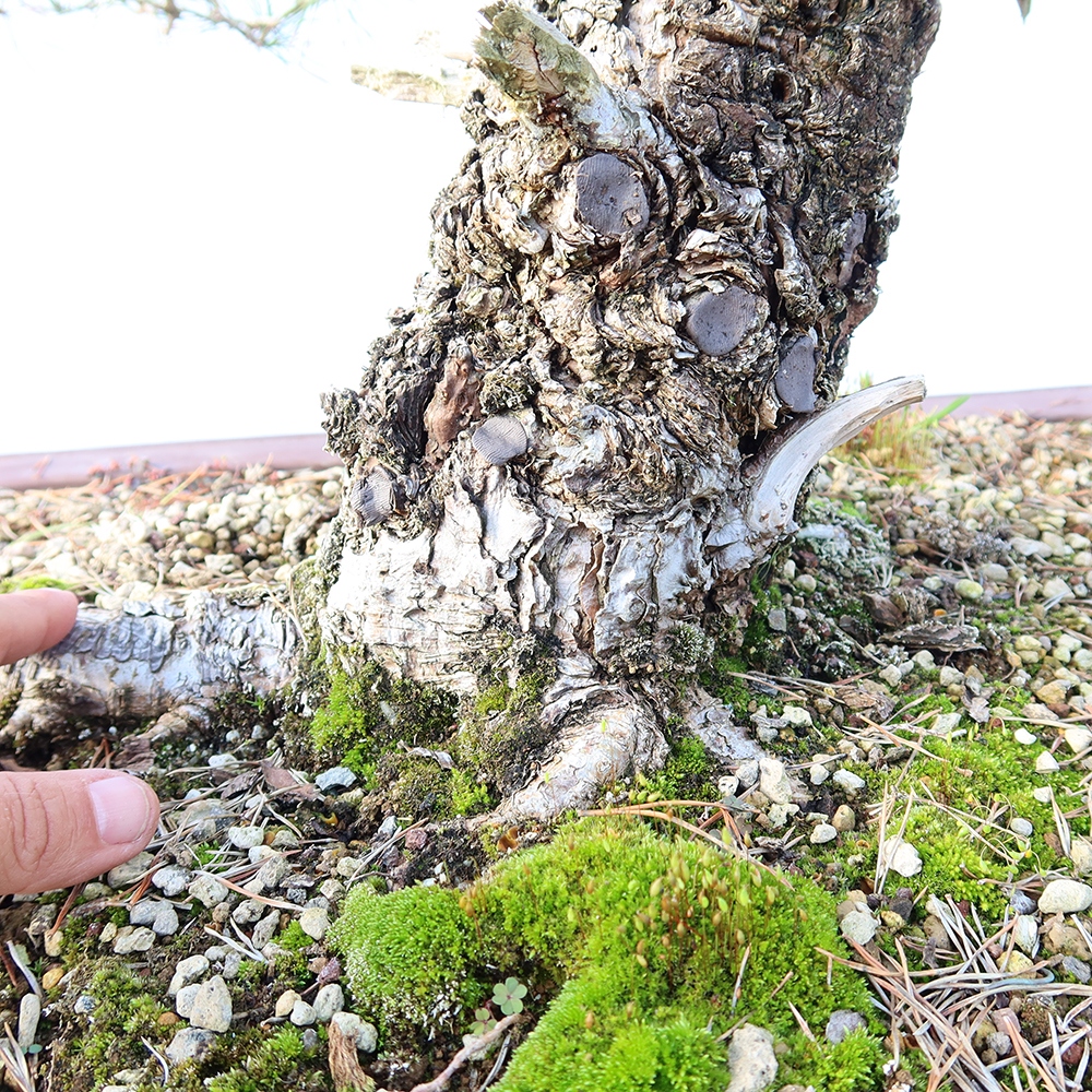 Pinus sylvestris Spanje - grove den