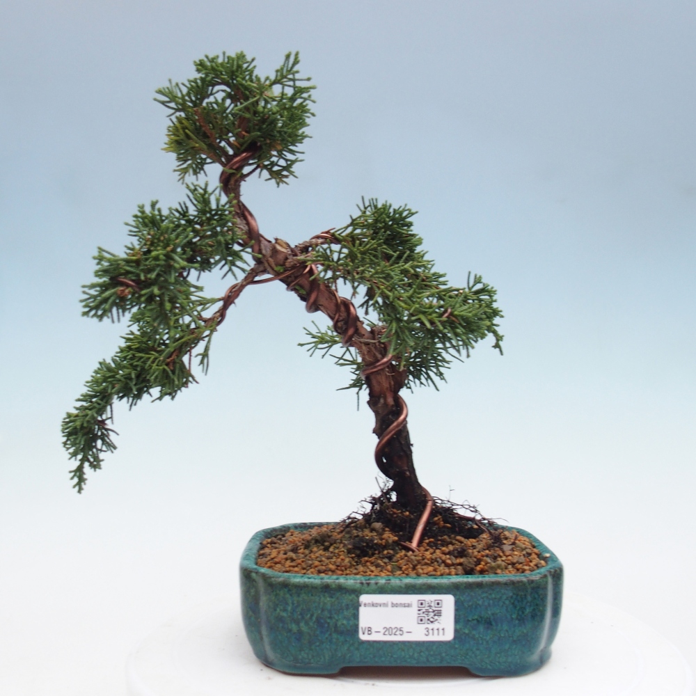 Bonsai voor buiten - Juniperus chinensis Kishu