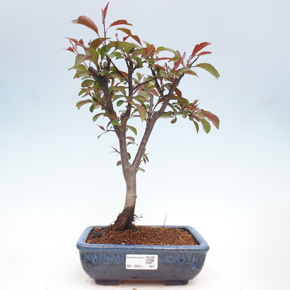 Bonsai voor buiten -Malus domestica - Roodbladige appelboom met kleine vruchten