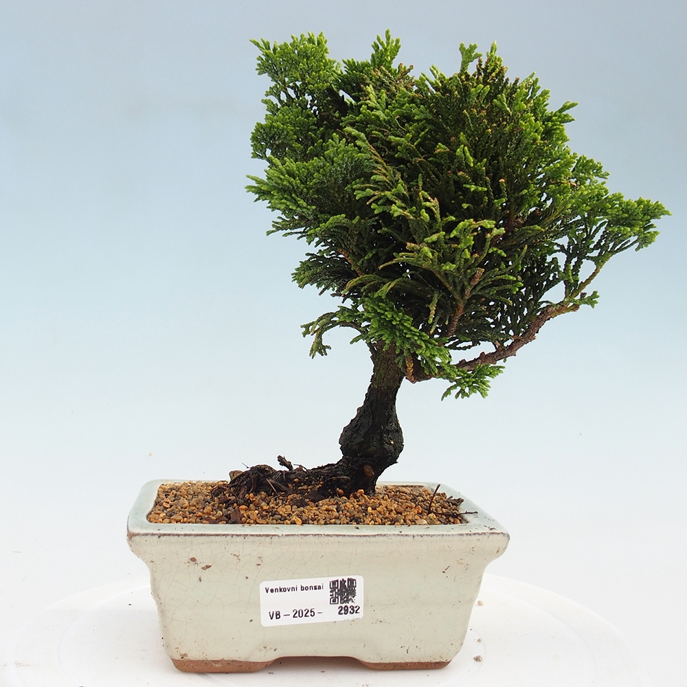 Bonsai voor buiten - Cham.pis obtusa Nana Gracilis - Cipres