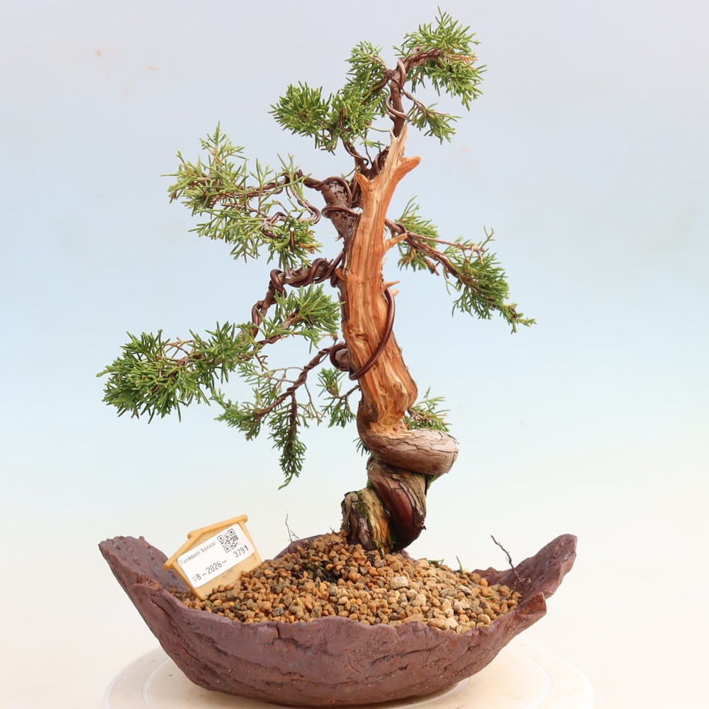 Bonsai voor buiten - Juniperus chinensis Itoigawa-Juniperus chinensis