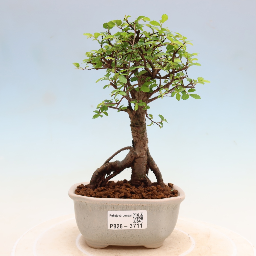 Kamerbonsai - Ulmus parvifolia - Winteriep