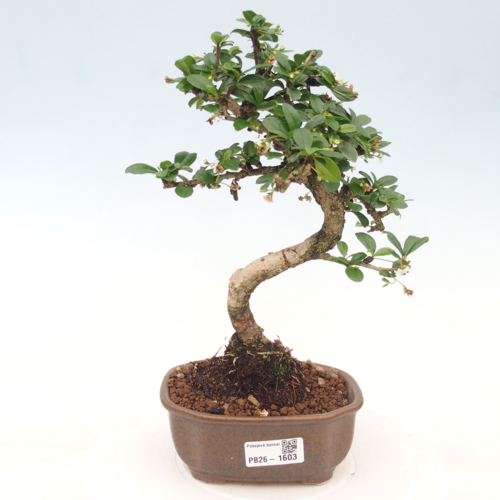 Kamerbonsai - Carmona macrophylla - Thee fuki