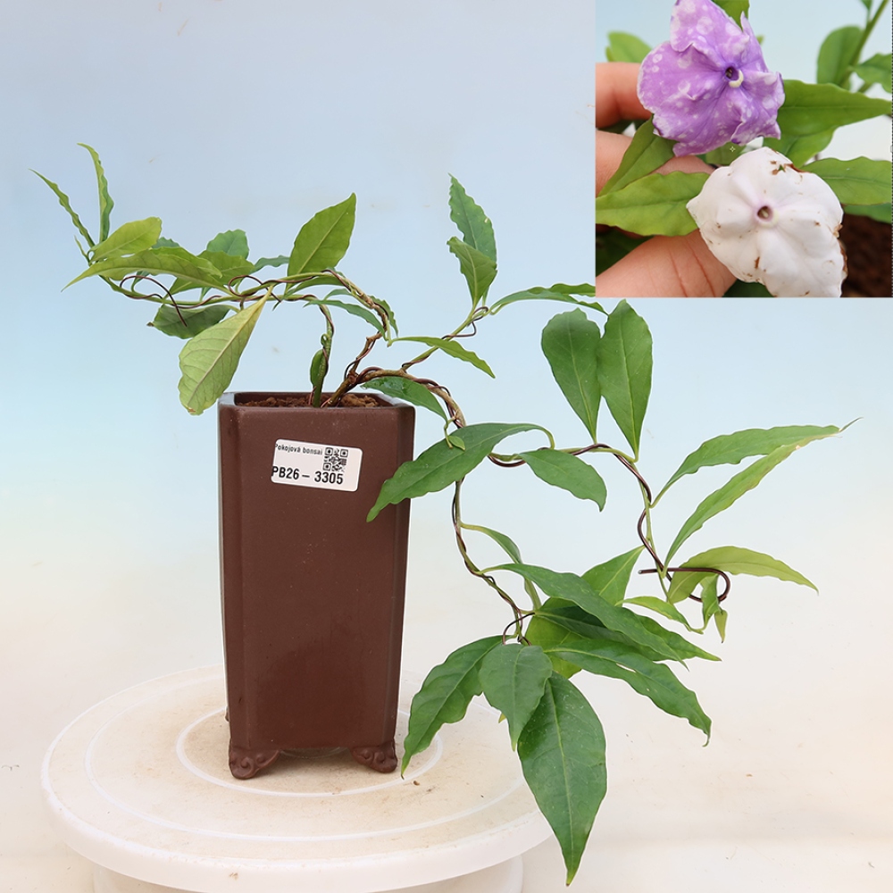 Bonsai voor binnenshuis - Costa-jasmijn - Brunfelsia