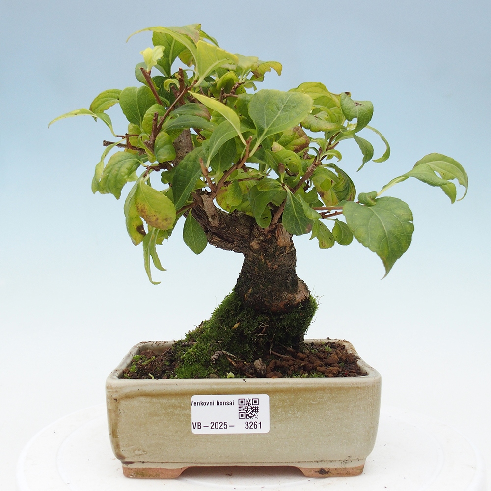Bonsai voor buiten - Celastrus orbiculatus