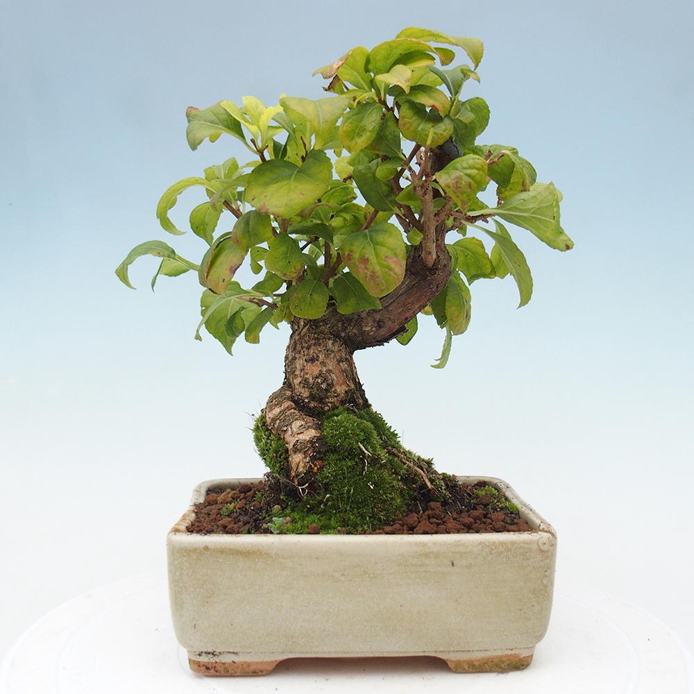 Bonsai voor buiten - Celastrus orbiculatus