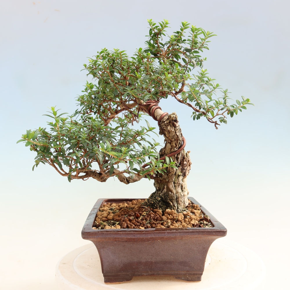 Kamerbonsai - Myrtus communis - Mirte