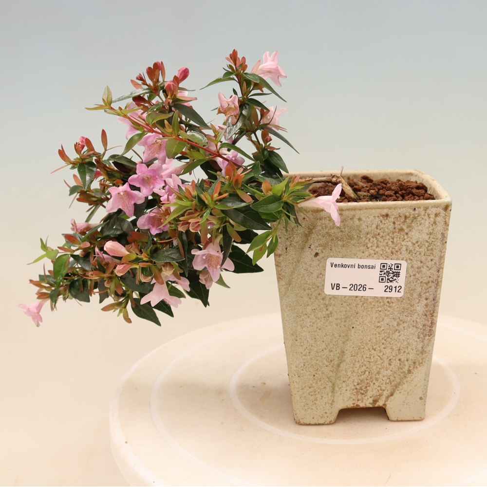 Buitenbonsai - Abelia Edward Goucher - Grootbloemige abelia