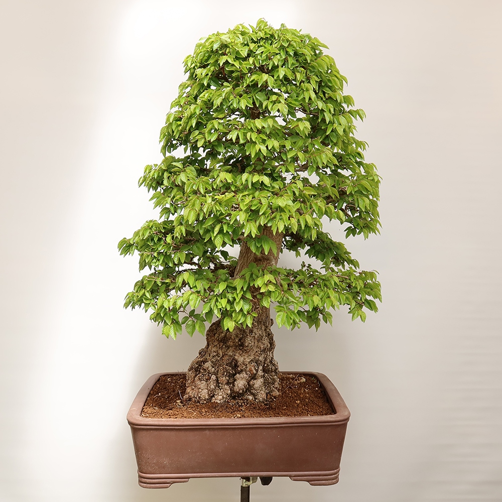 Bonsai voor buiten -Carpinus Coreana - Koreaanse haagbeuk