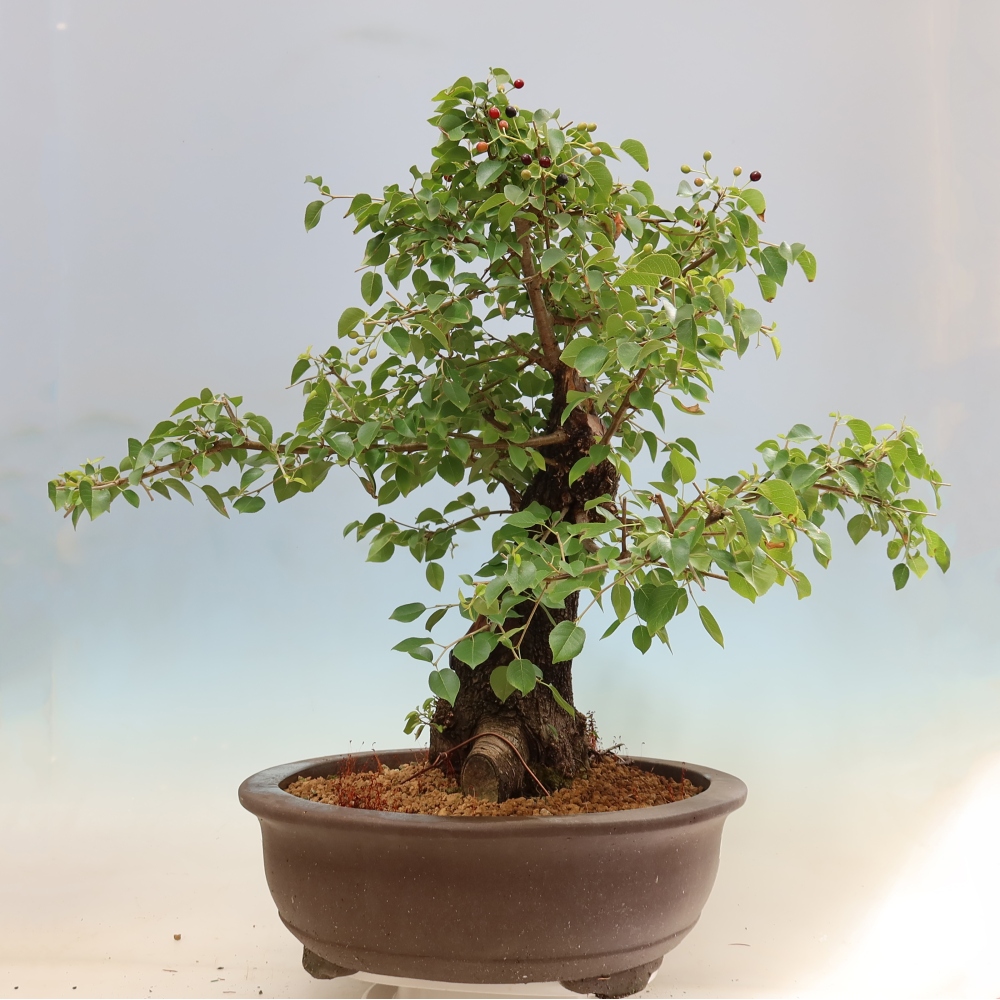 Bonsai voor buiten - Mahalebka - Prunus mahaleb