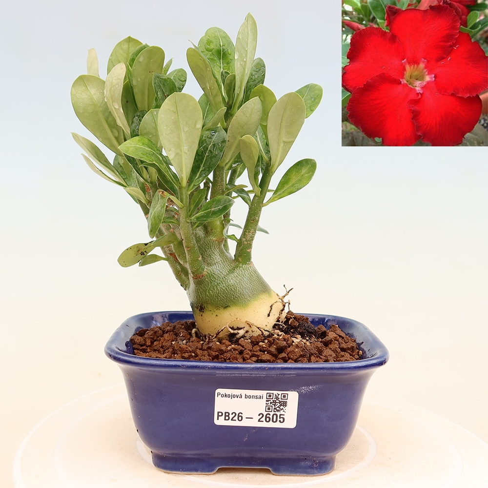 Kamerbonsai - Adenium obesum Red Star - Woestijnroos