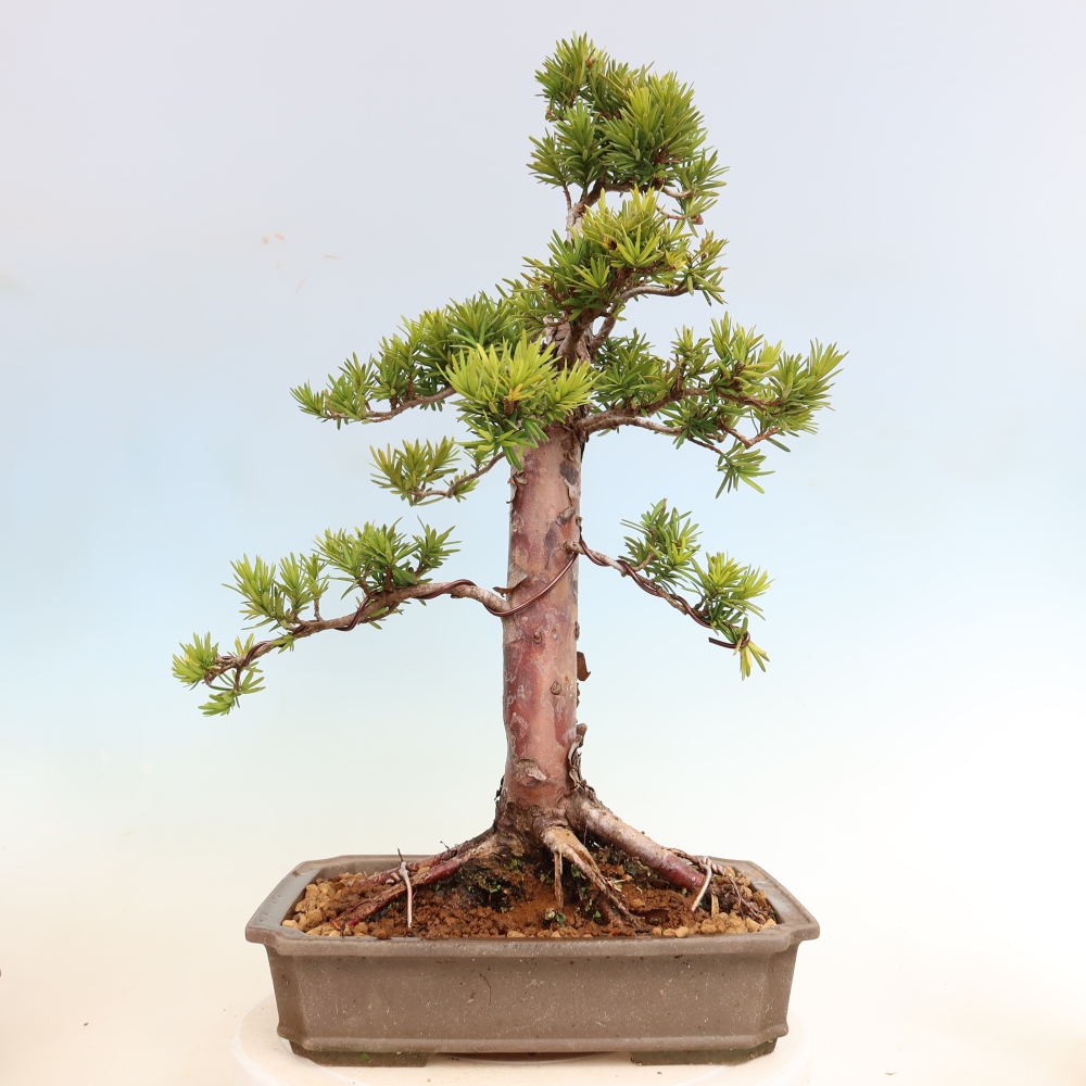 Bonsai voor buiten - Taxus cuspidata - Japanse Taxus