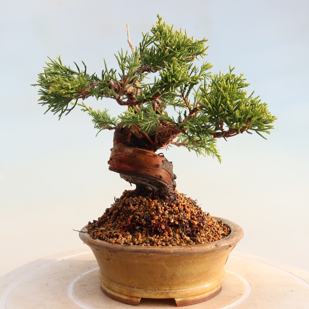 Bonsai voor buiten - Juniperus chinensis Itoigawa