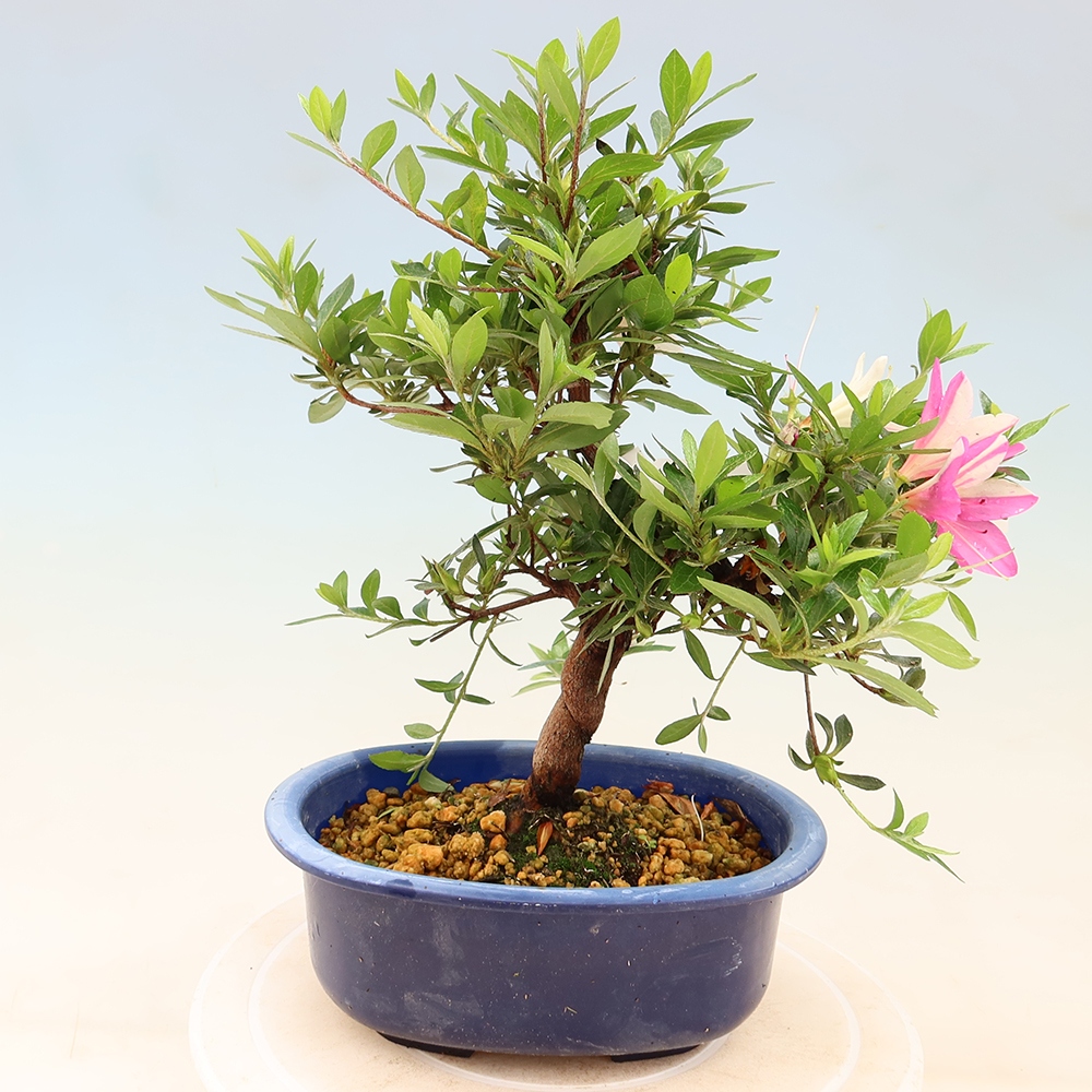 Bonsai voor buiten - Japanse Azalea - Azalea Hand