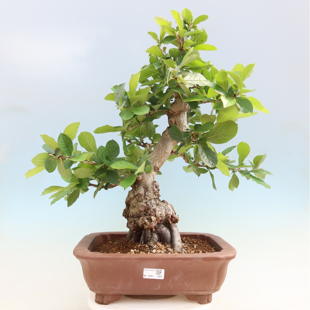 Bonsai voor buiten - Photinia villosa
