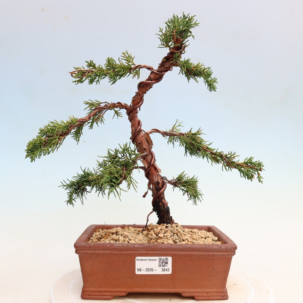 Bonsai voor buiten - Juniperus chinensis Kishu
