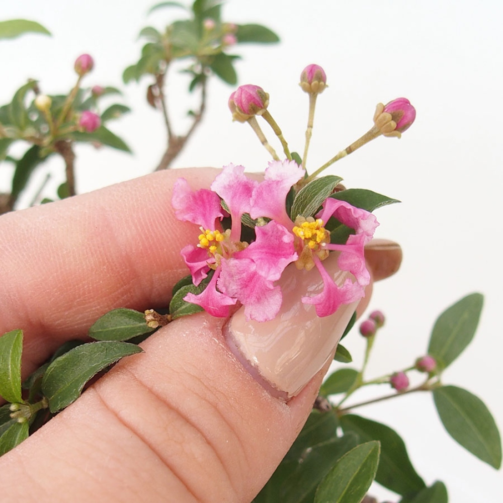 Kamerbonsai - Barbados-kers (Malpighia glabra) 