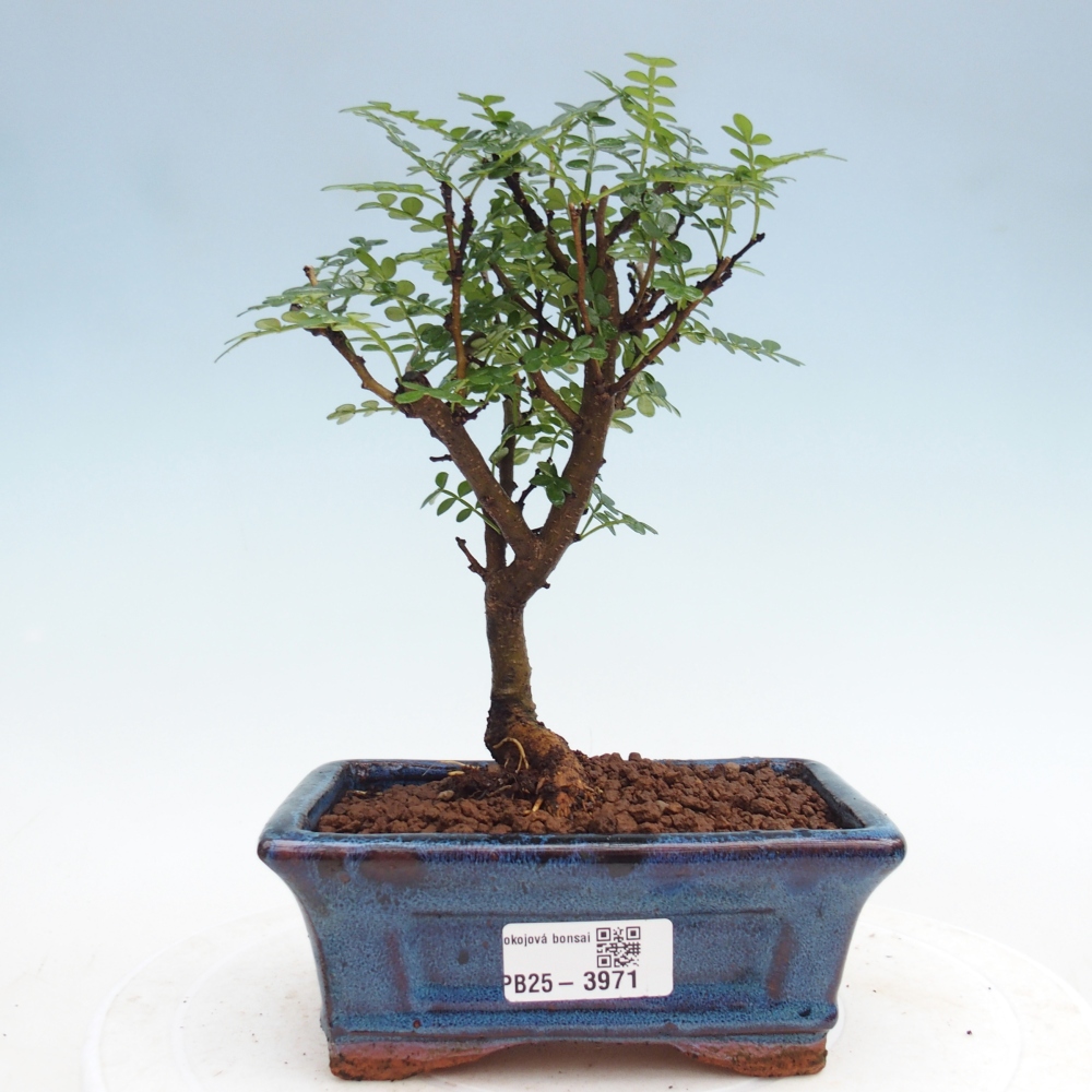 Kamerbonsai - Zantoxylum piperitum - peperboom