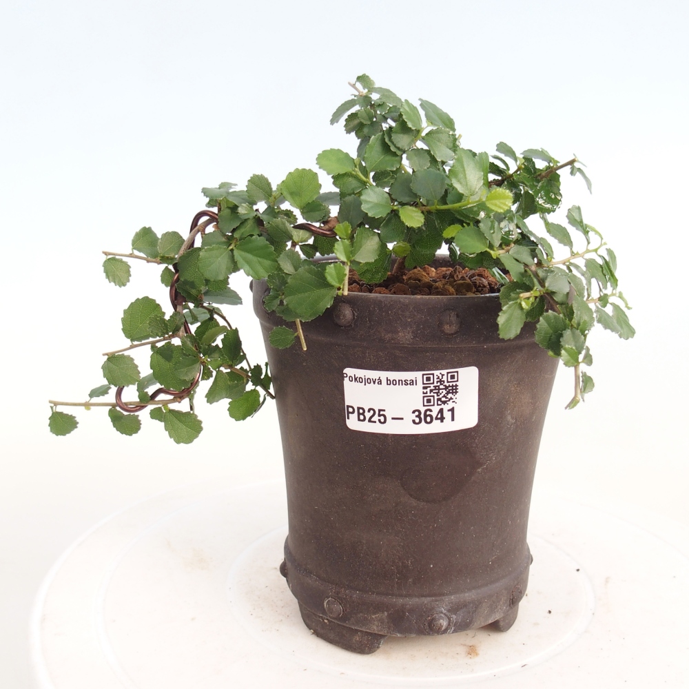 Kamerbonsai - Grewia sp. - Grewia malafolia