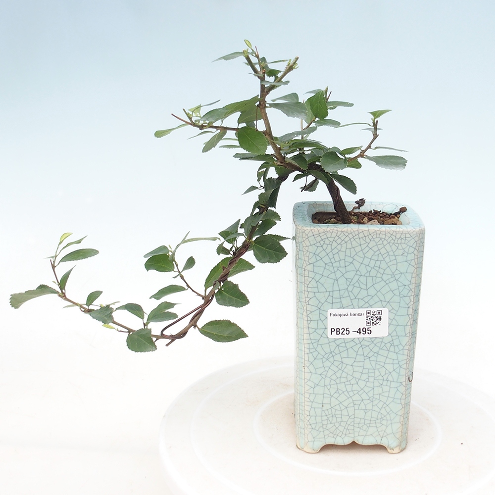 Bonsai - Grewia occidentalis - Lavendel zeester