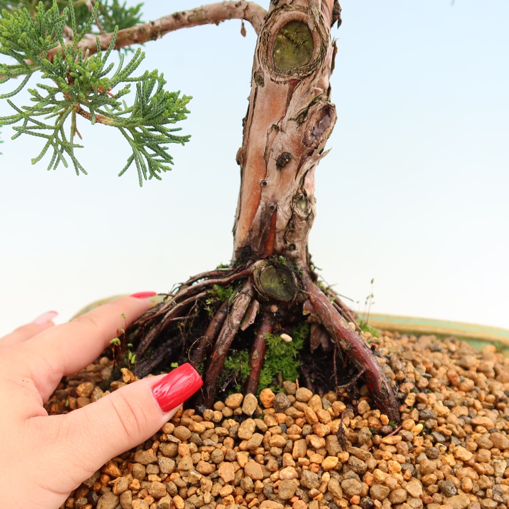 Bonsai voor buiten - Juniperus chinensis Kishu
