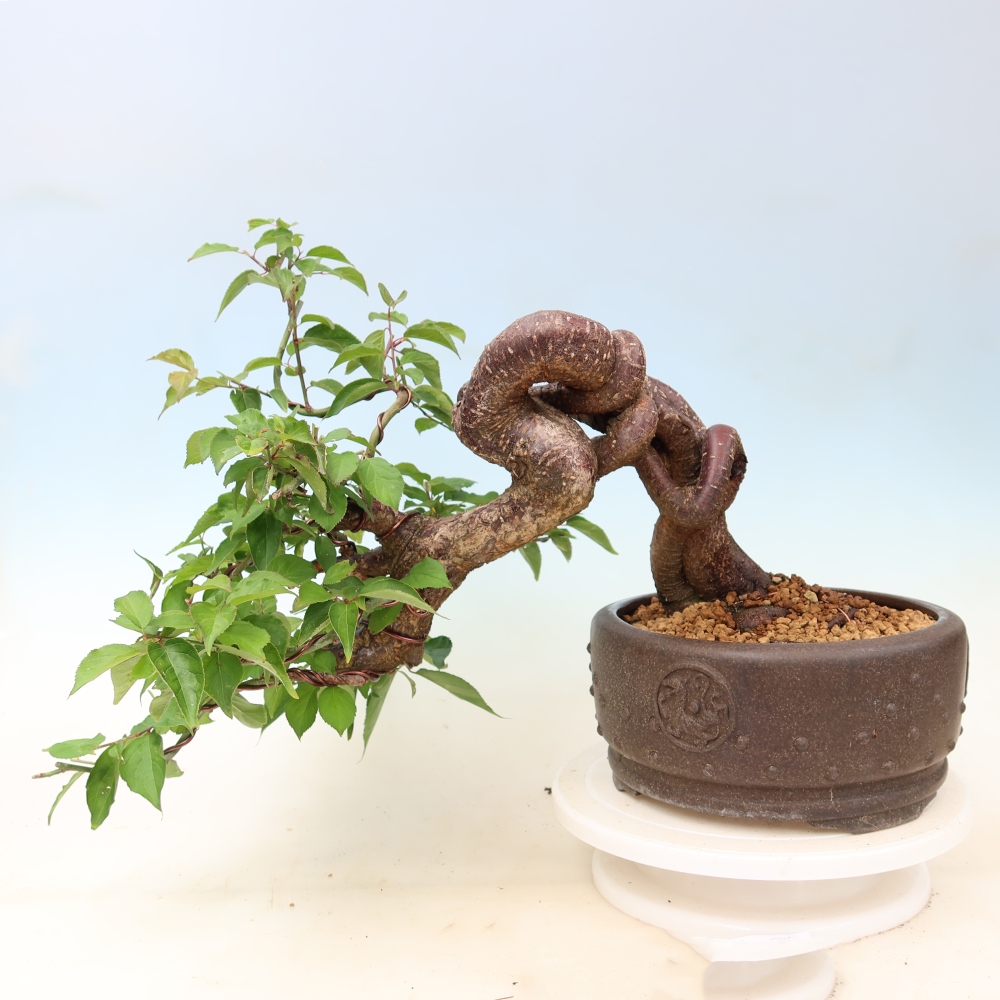 Bonsai voor buiten – Japanse abrikoos – Prunus Mume