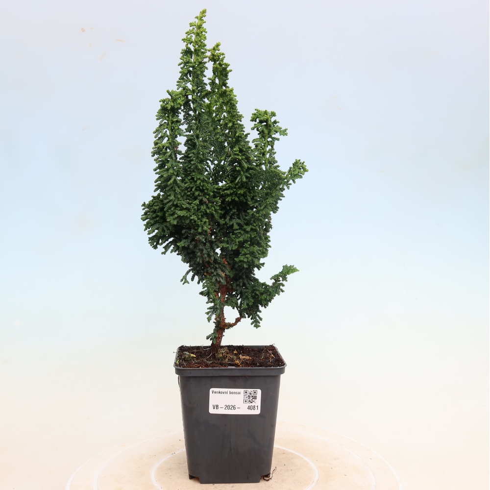 Bonsai voor buiten - Cham. obtusa SEKKA HINOKI - Cipres